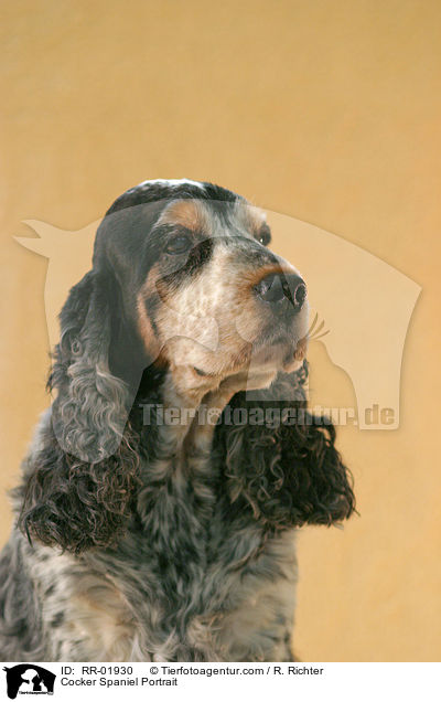 Cocker Spaniel Portrait / RR-01930