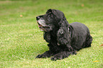 lying Cocker Spaniel