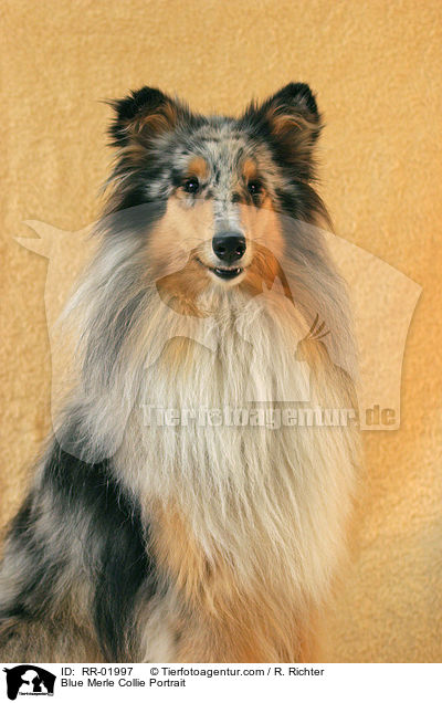 Blue Merle Collie Portrait / Blue Merle Collie Portrait / RR-01997