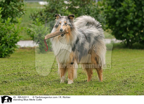 standing Blue Merle Collie / RR-02011