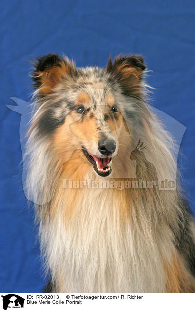 Blue Merle Collie Portrait / RR-02013