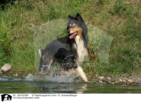running longhaired collie / SS-02394