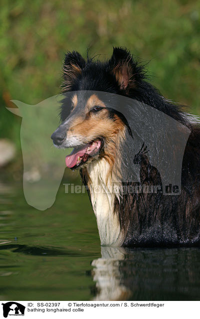 badender Langhaarcollie / bathing longhaired collie / SS-02397