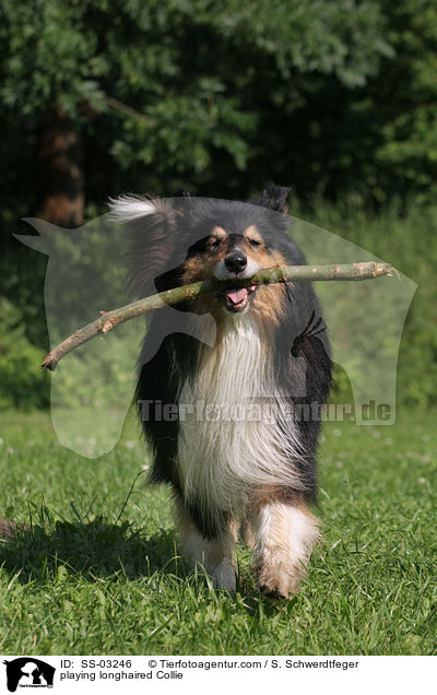 playing longhaired Collie / SS-03246