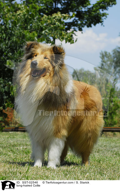 long-haired Collie / SST-02546
