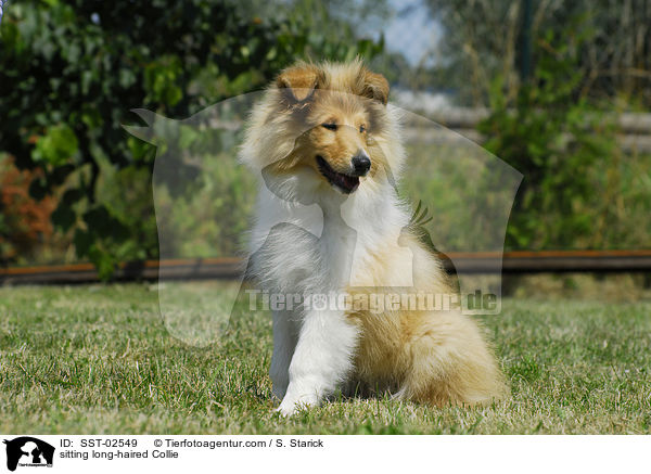 sitting long-haired Collie / SST-02549