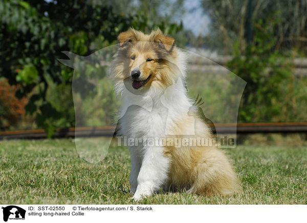 sitting long-haired Collie / SST-02550