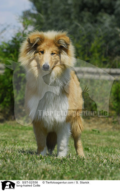 long-haired Collie / SST-02556