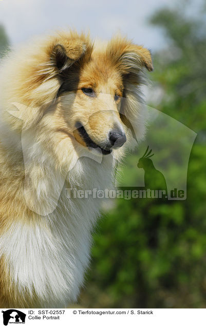 Collie Portrait / SST-02557