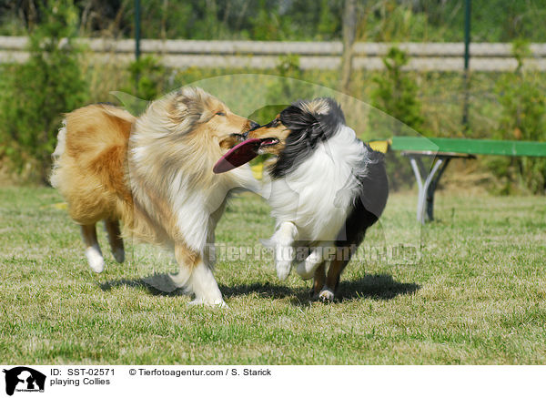 spielende Collies / playing Collies / SST-02571