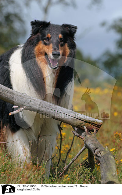 longhaired Collie / TB-01056