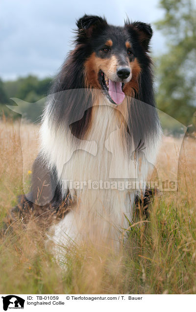 longhaired Collie / TB-01059
