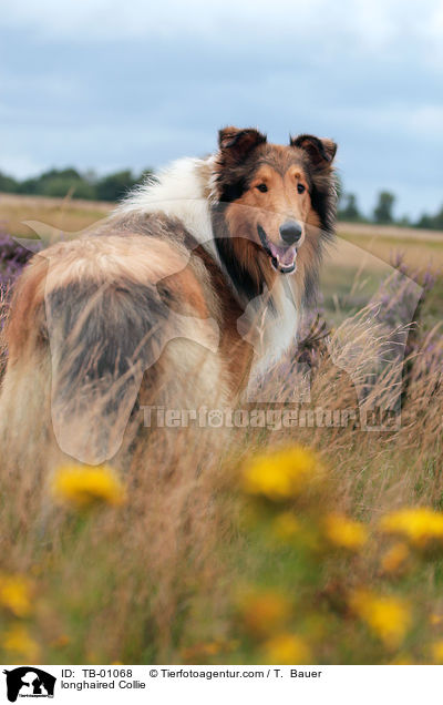 Langhaarcollie / longhaired Collie / TB-01068