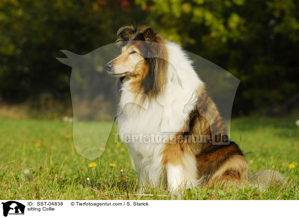 sitzender Collie / sitting Collie / SST-04838