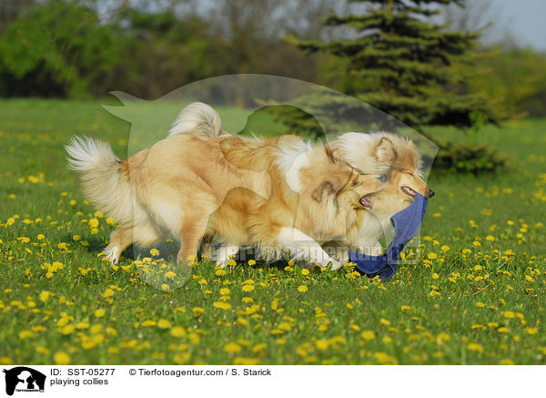 spielende Collies / playing collies / SST-05277