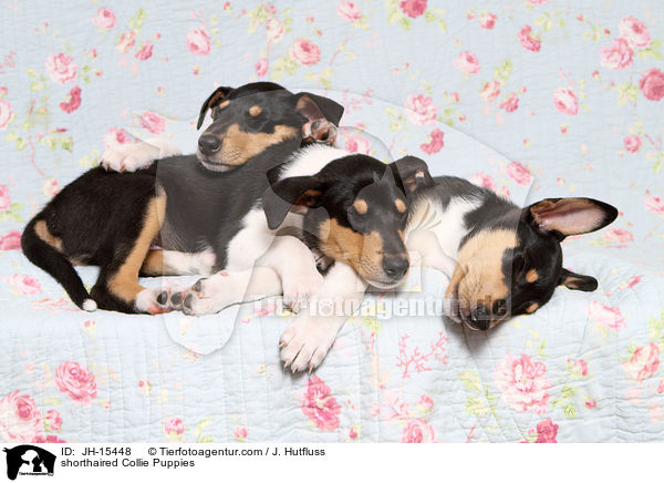 shorthaired Collie Puppies / JH-15448