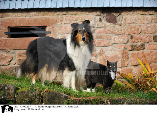 longhaired Collie and cat / YJ-05257