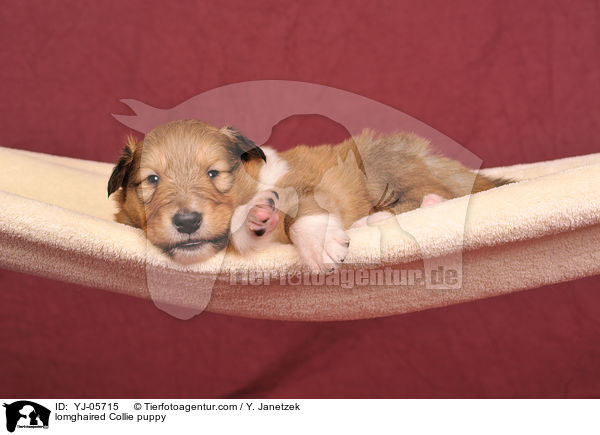 Langhaarcollie Welpe / lomghaired Collie puppy / YJ-05715