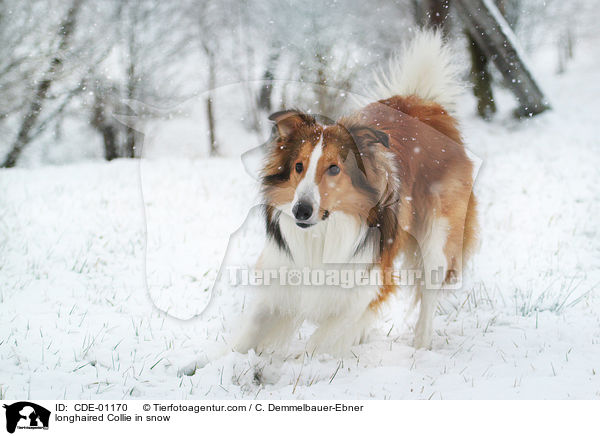 Langhaarcollie im Schnee / longhaired Collie in snow / CDE-01170