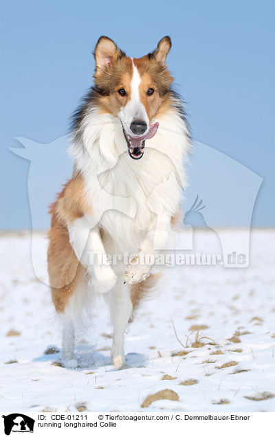 running longhaired Collie / CDE-01211
