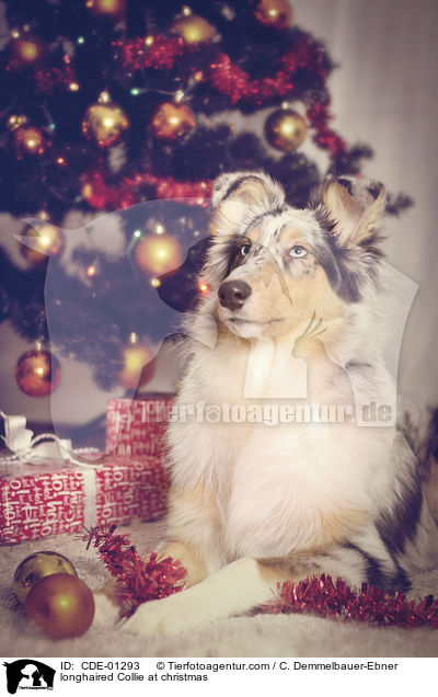 Langhaarcollie an Weihnachten / longhaired Collie at christmas / CDE-01293