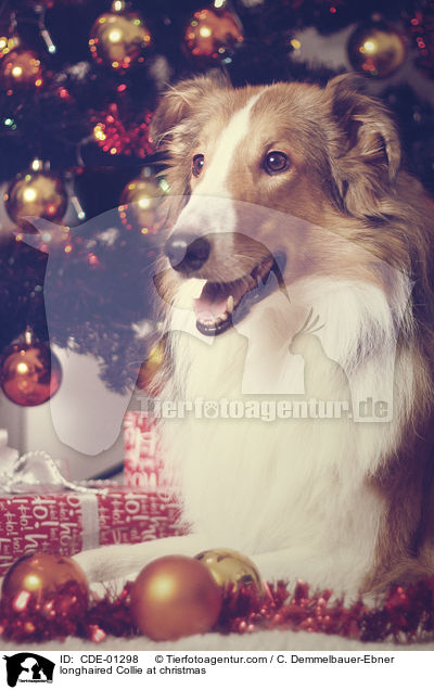 Langhaarcollie an Weihnachten / longhaired Collie at christmas / CDE-01298