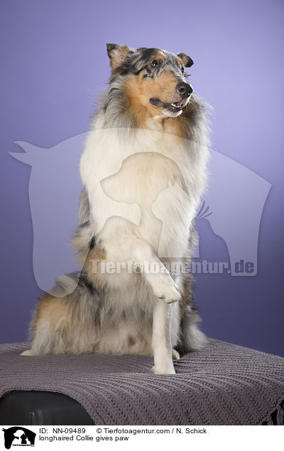 Langhaarcollie gibt Pftchen / longhaired Collie gives paw / NN-09489