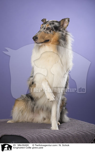 Langhaarcollie gibt Pftchen / longhaired Collie gives paw / NN-09490