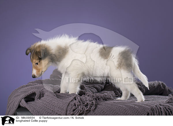 Langhaarcollie Welpe / longhaired Collie puppy / NN-09554