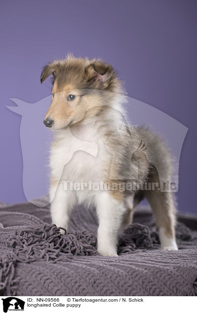 Langhaarcollie Welpe / longhaired Collie puppy / NN-09566