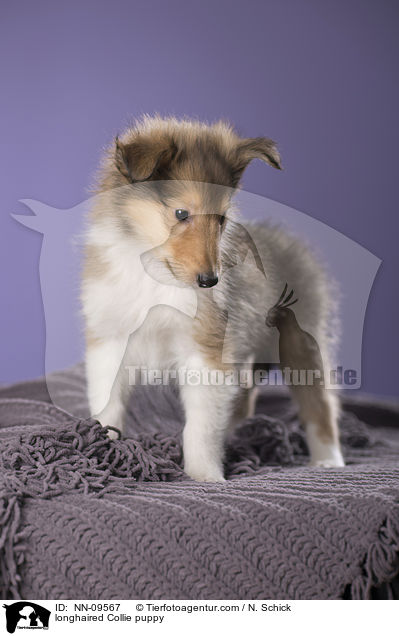 Langhaarcollie Welpe / longhaired Collie puppy / NN-09567