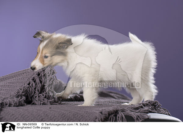 Langhaarcollie Welpe / longhaired Collie puppy / NN-09569