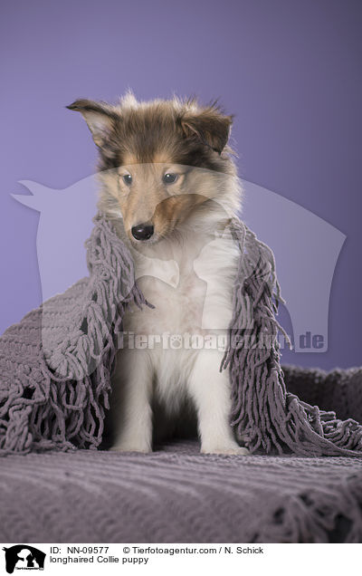 Langhaarcollie Welpe / longhaired Collie puppy / NN-09577
