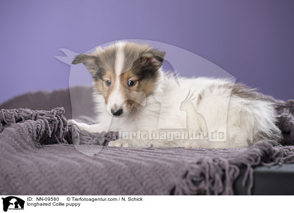 Langhaarcollie Welpe / longhaired Collie puppy / NN-09580