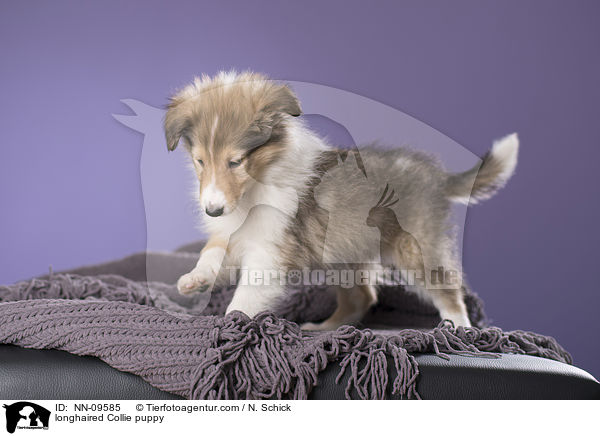 Langhaarcollie Welpe / longhaired Collie puppy / NN-09585
