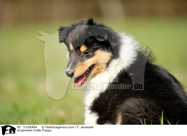 Langhaarcollie Welpe / longhaired Collie Puppy / YJ-08464