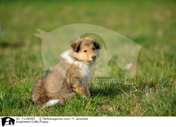 Langhaarcollie Welpe / longhaired Collie Puppy / YJ-08465