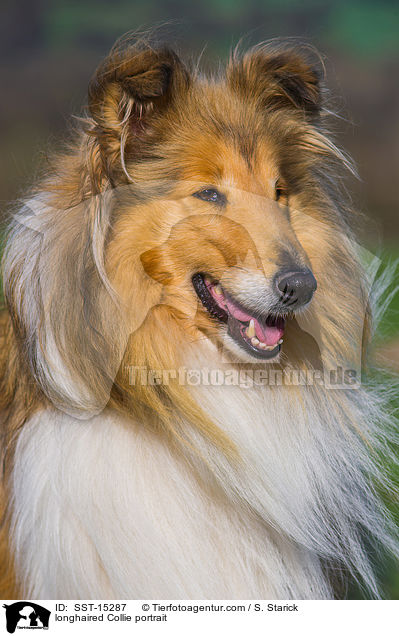 longhaired Collie portrait / SST-15287