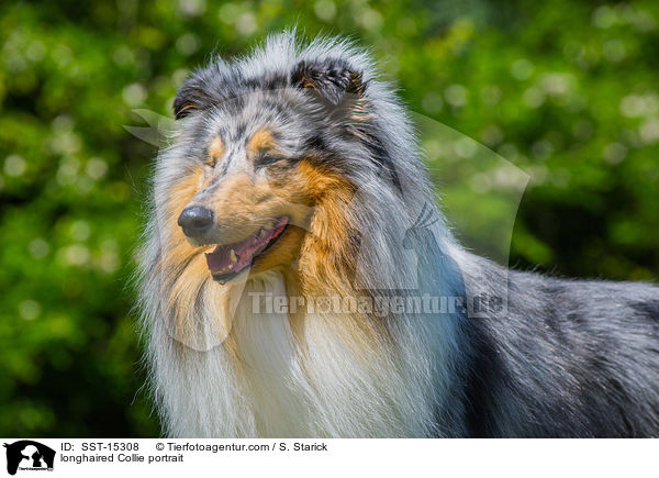 longhaired Collie portrait / SST-15308
