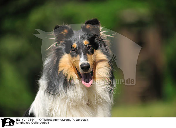 longhaired Collie portrait / YJ-10354