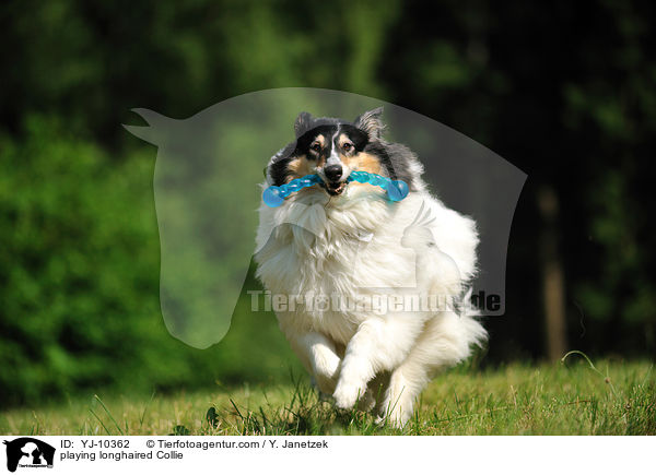 playing longhaired Collie / YJ-10362