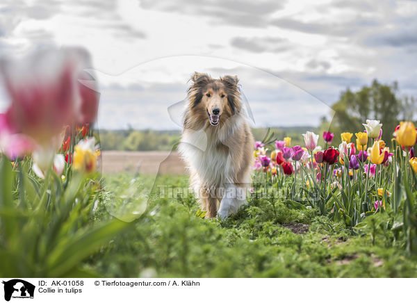 Collie in Tulpen / Collie in tulips / AK-01058