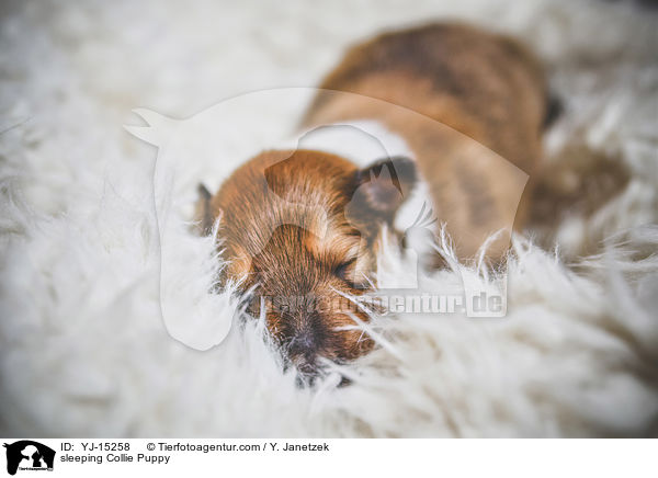 schlafender Collie Welpe / sleeping Collie Puppy / YJ-15258