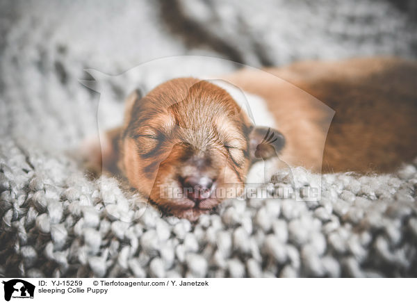schlafender Collie Welpe / sleeping Collie Puppy / YJ-15259