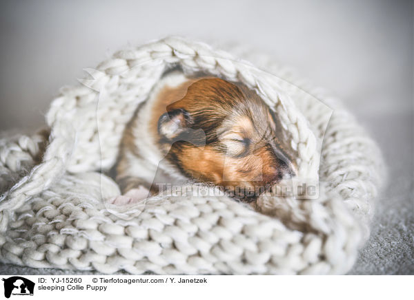 schlafender Collie Welpe / sleeping Collie Puppy / YJ-15260