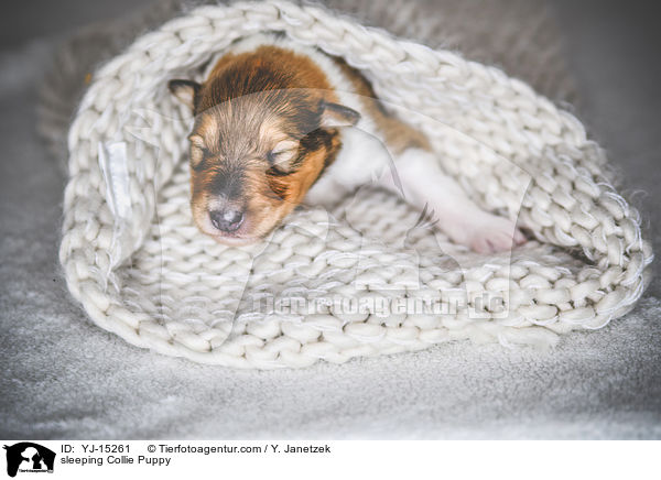 schlafender Collie Welpe / sleeping Collie Puppy / YJ-15261