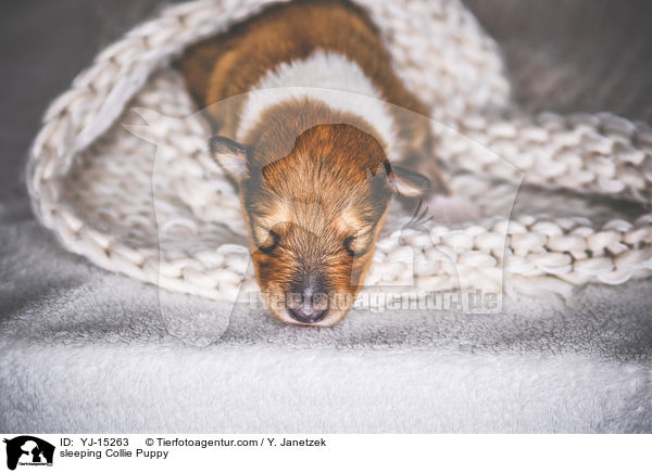 schlafender Collie Welpe / sleeping Collie Puppy / YJ-15263