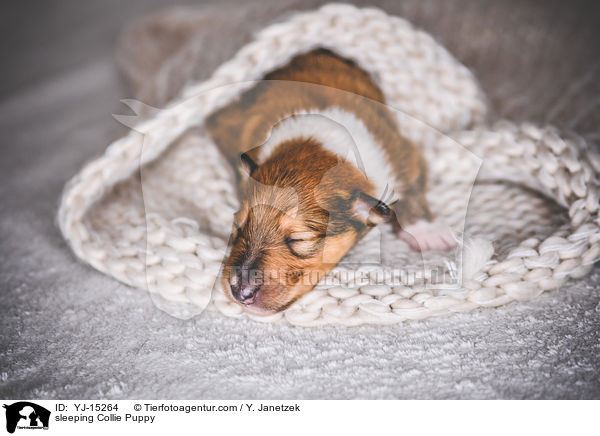 schlafender Collie Welpe / sleeping Collie Puppy / YJ-15264