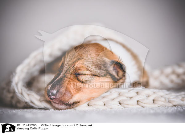 schlafender Collie Welpe / sleeping Collie Puppy / YJ-15265