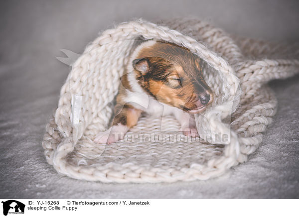 schlafender Collie Welpe / sleeping Collie Puppy / YJ-15268